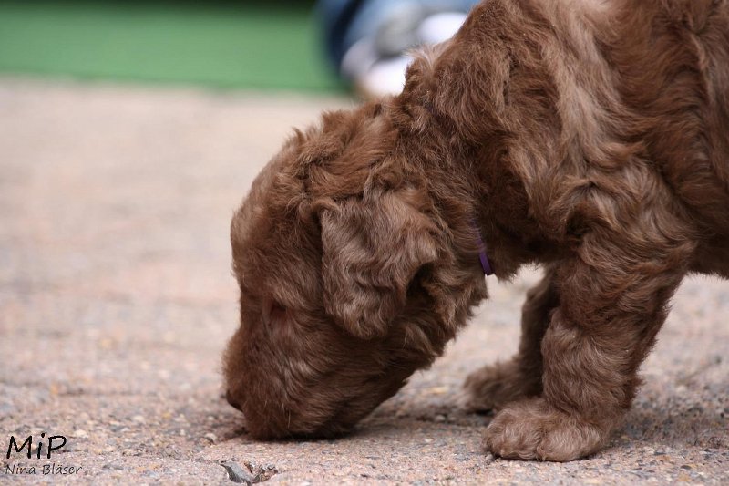 2011-05-28 Puppies Candy & Svet (66).jpg